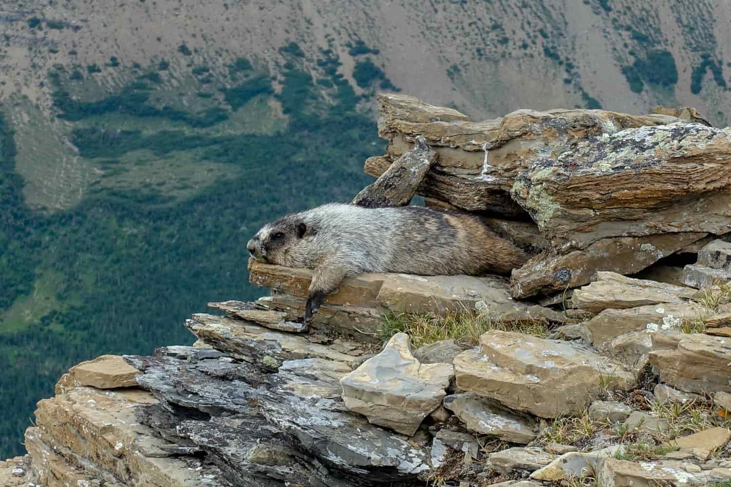 marmot sleeping on a rocky ledge high up in glacier national park