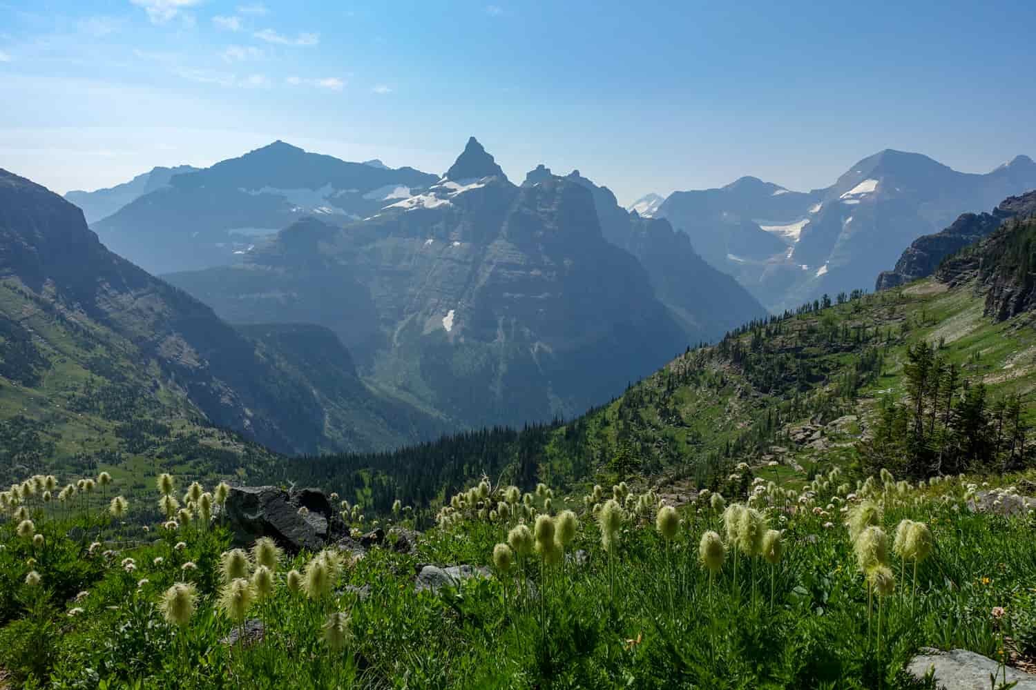 beargrass flowers in the foreground and a deep valley created by the peaks of glacier national park