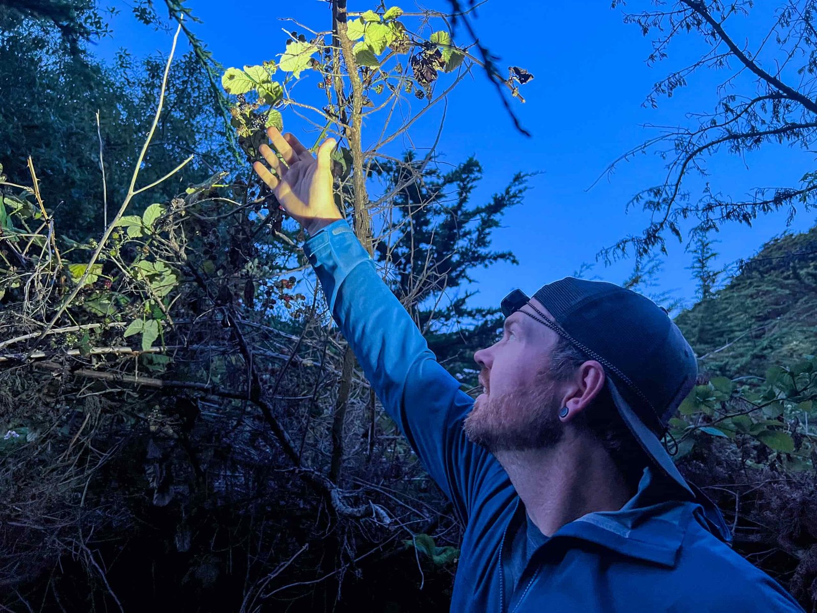 The image shows a hiker looking at wild blackberries with his headlamp.