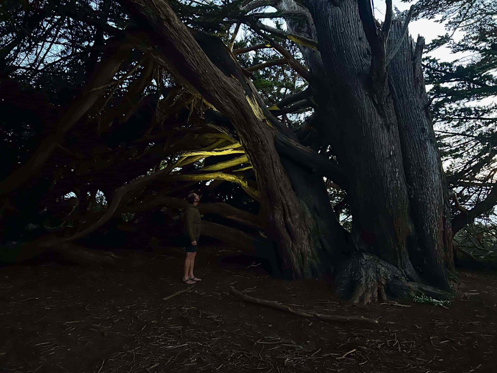 a camper in a coastal cypress forest using a headlamp to look for slugs on the tree trunk and branches