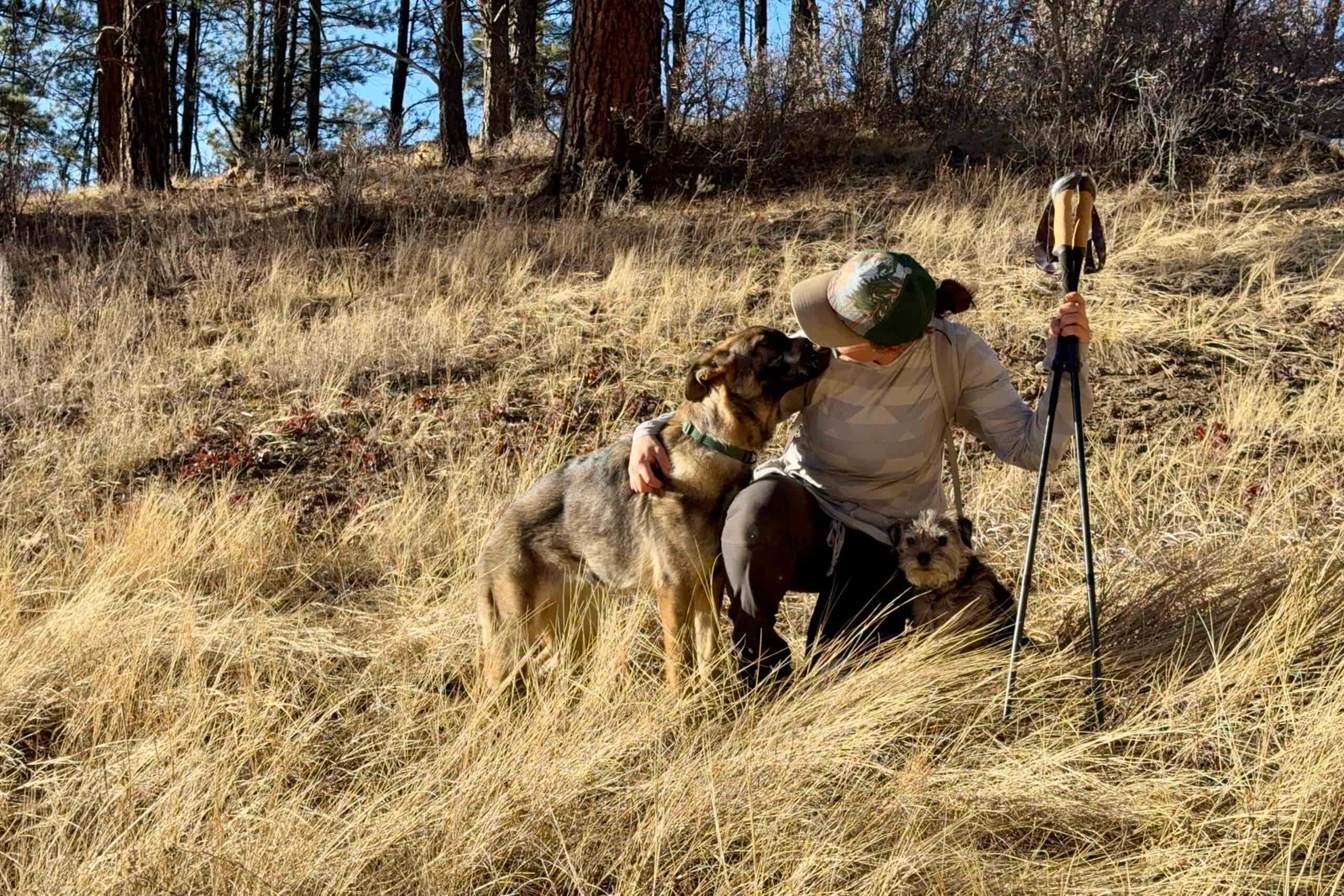 A person is kneeling in the grass holding two trekking poles. They are interacting with a German Shepherd Dog and there is a small dog on their other side.