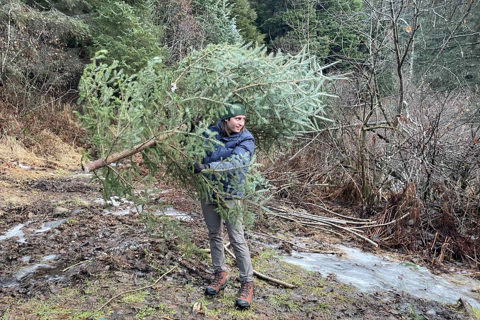 A man carries a Christmas tree out of the forest