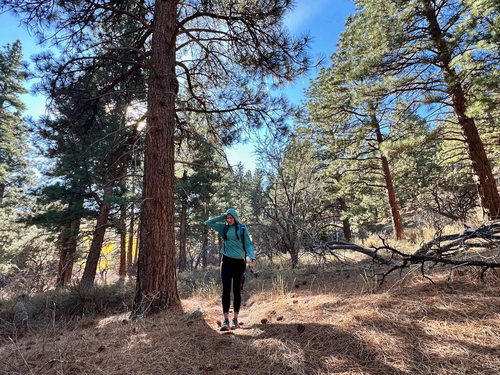 hiker walking through pine forest
