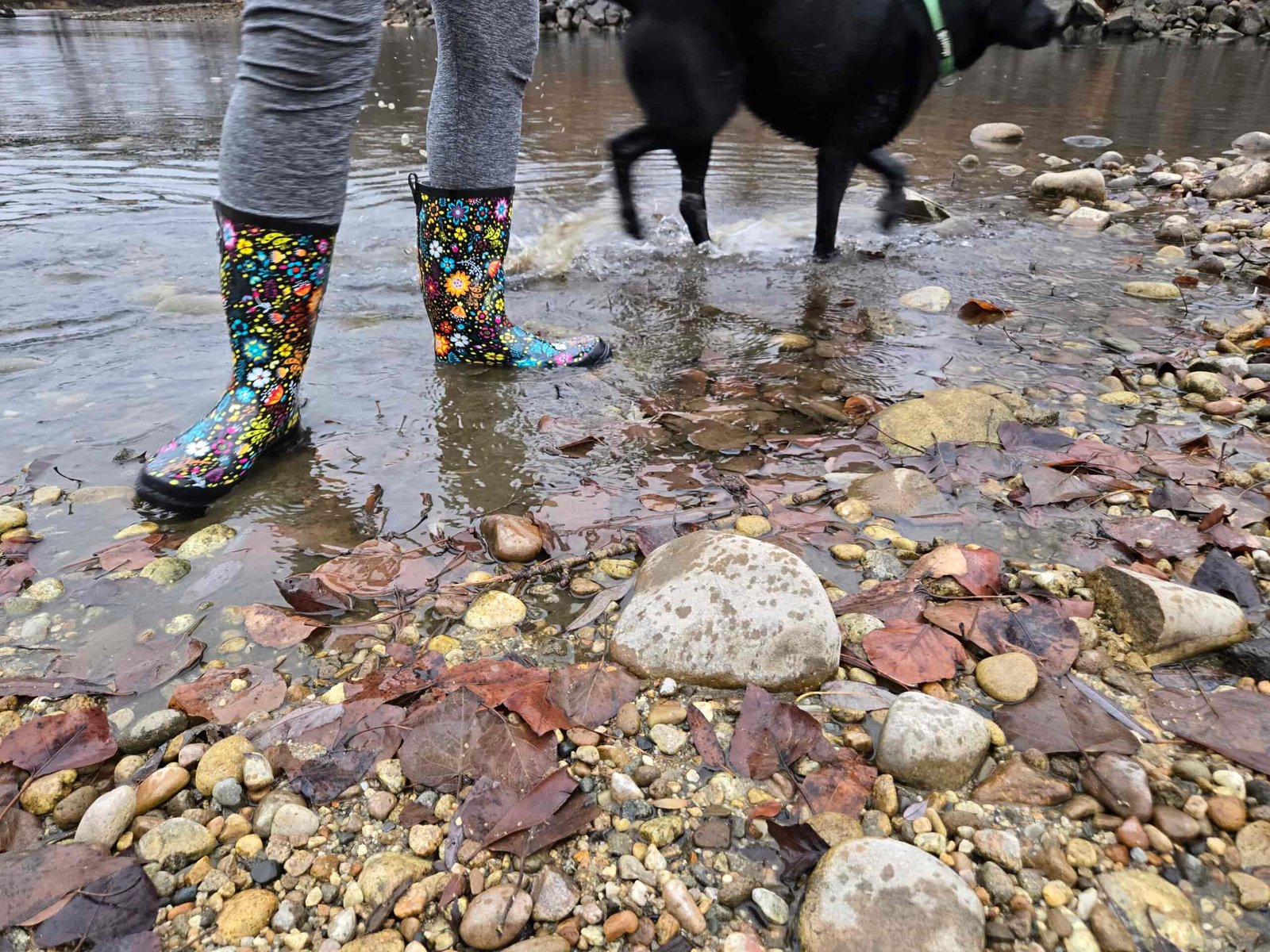 a women with her dog in western chief rain boots