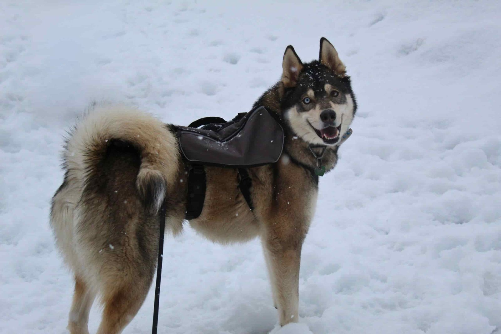 Husky wearing the Terrain Dog Lightweight Adventure Pack in the snow