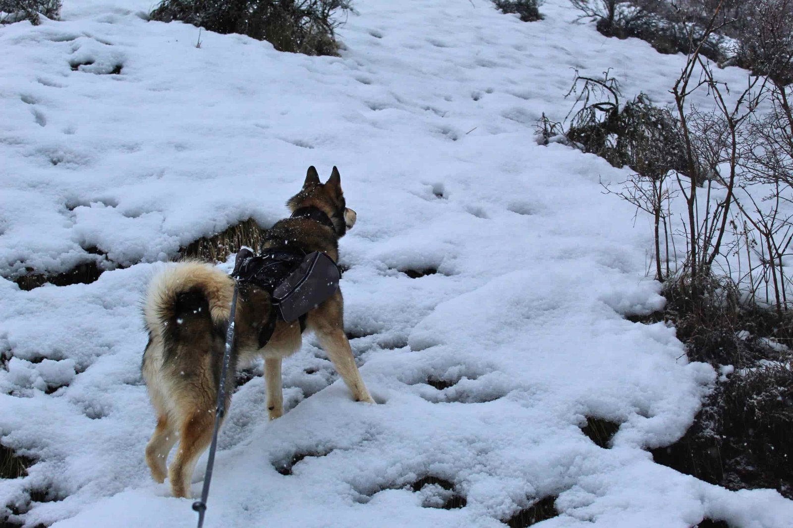 A husky wearing the Terrain Dog Lightweight Adventure Pack in the snow