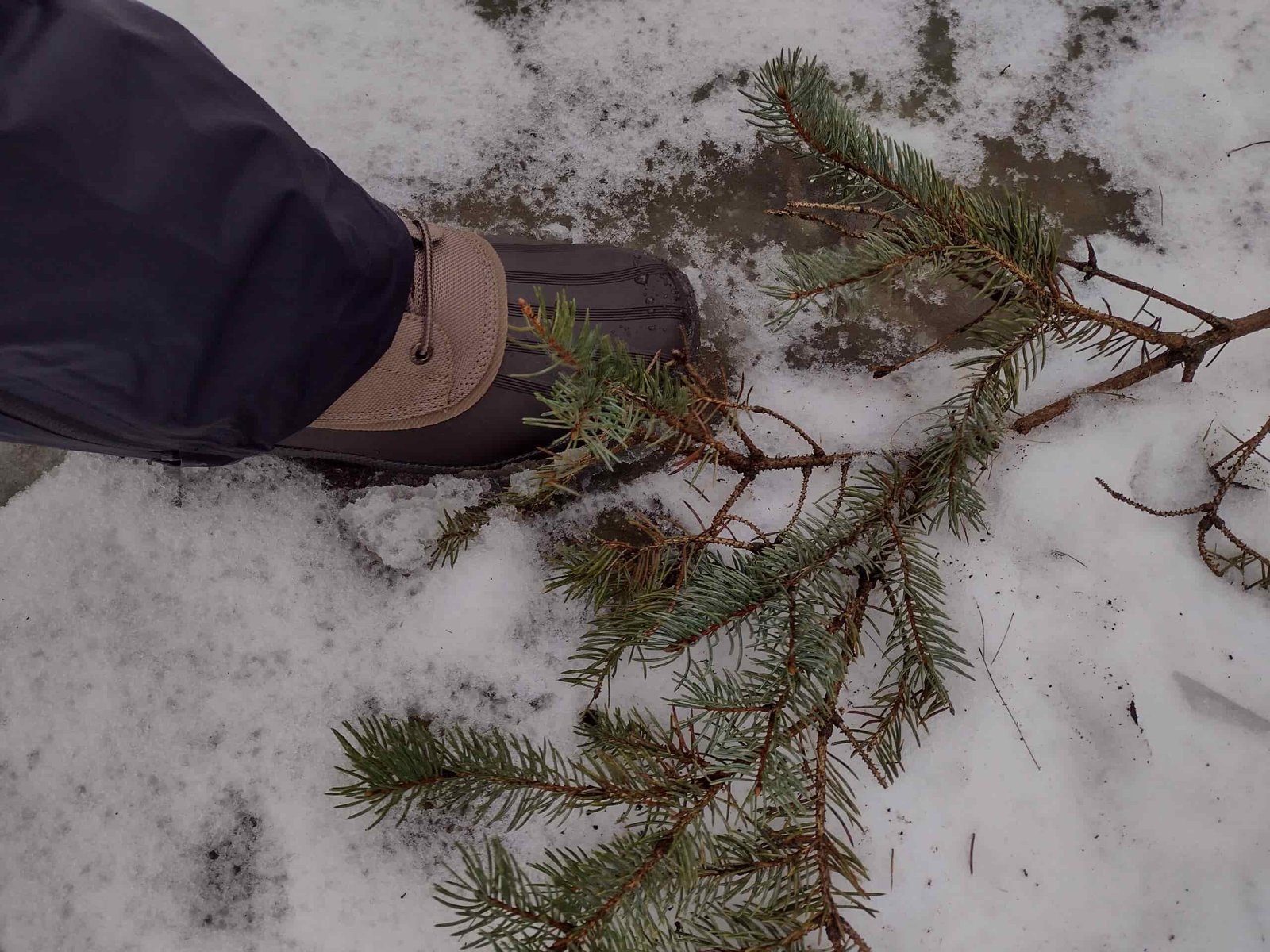 Ground level view of someone wearing the brown Sperry Cold Bay Chukka on a snowy trail.