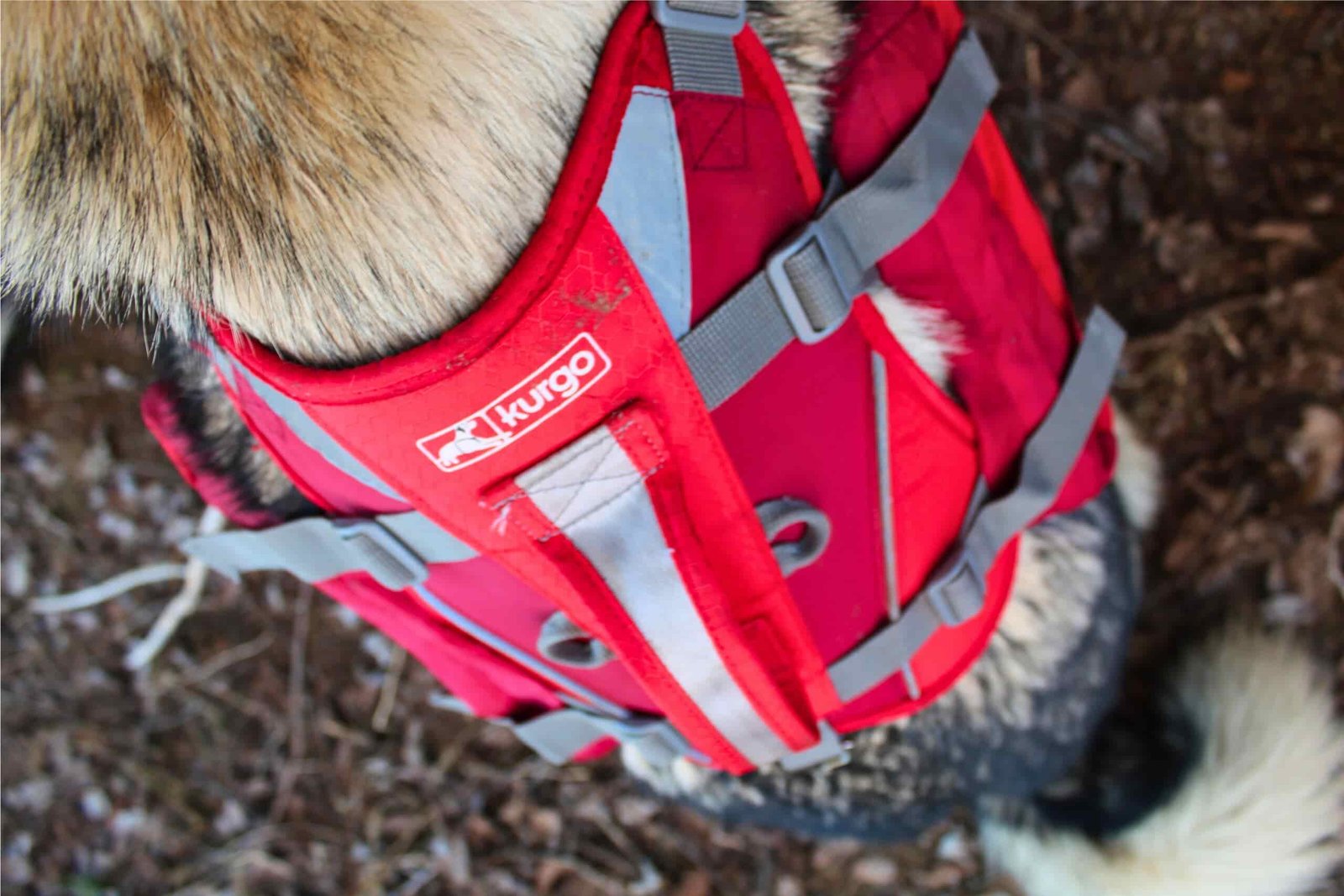 Top of the Kurgo Baxter dog backpack
