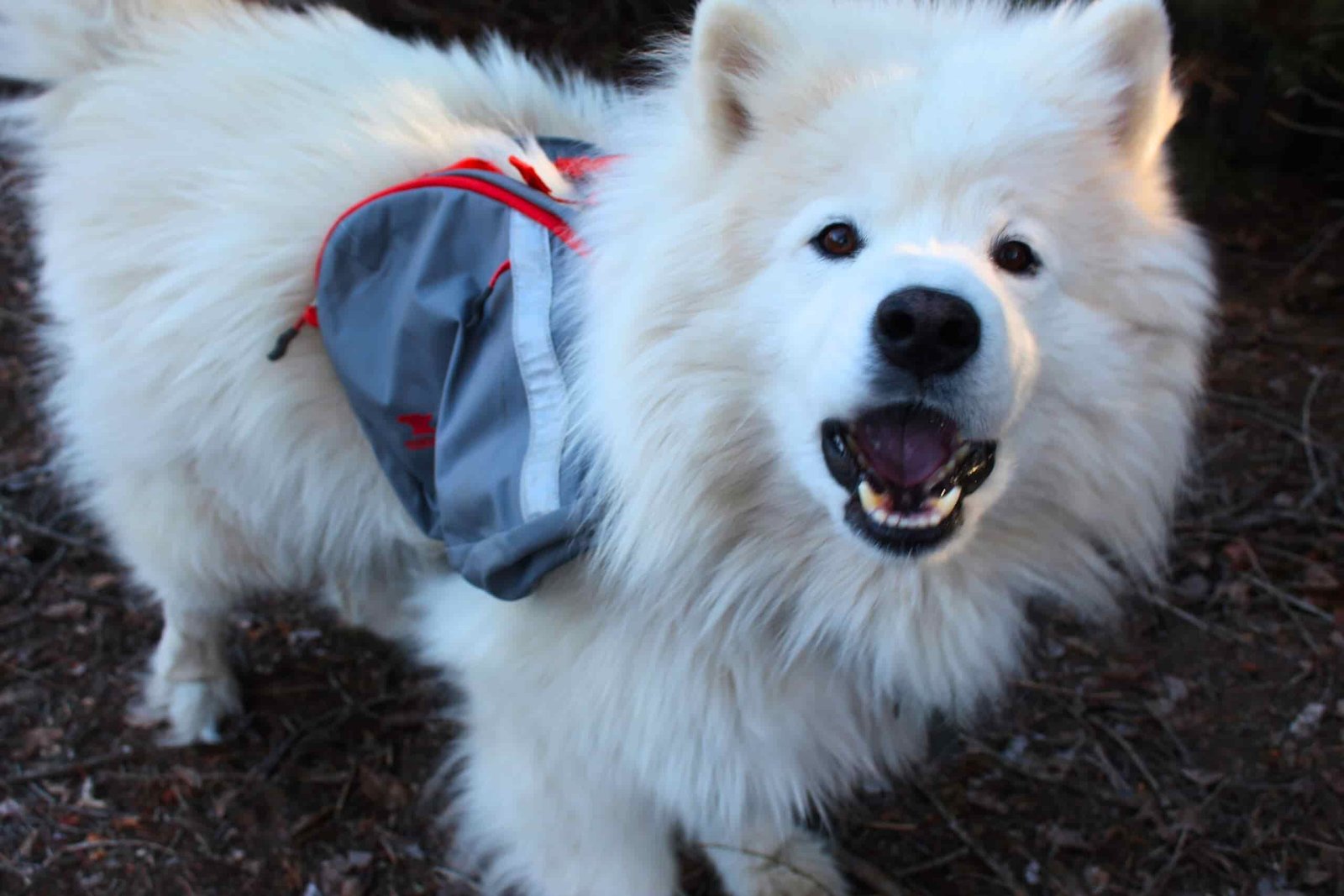 A Samoyed wearing the Mountainsmith K9 Dog Backpack