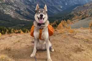 Husky wearing the Ruffwear Approach overlooking a mountain valley