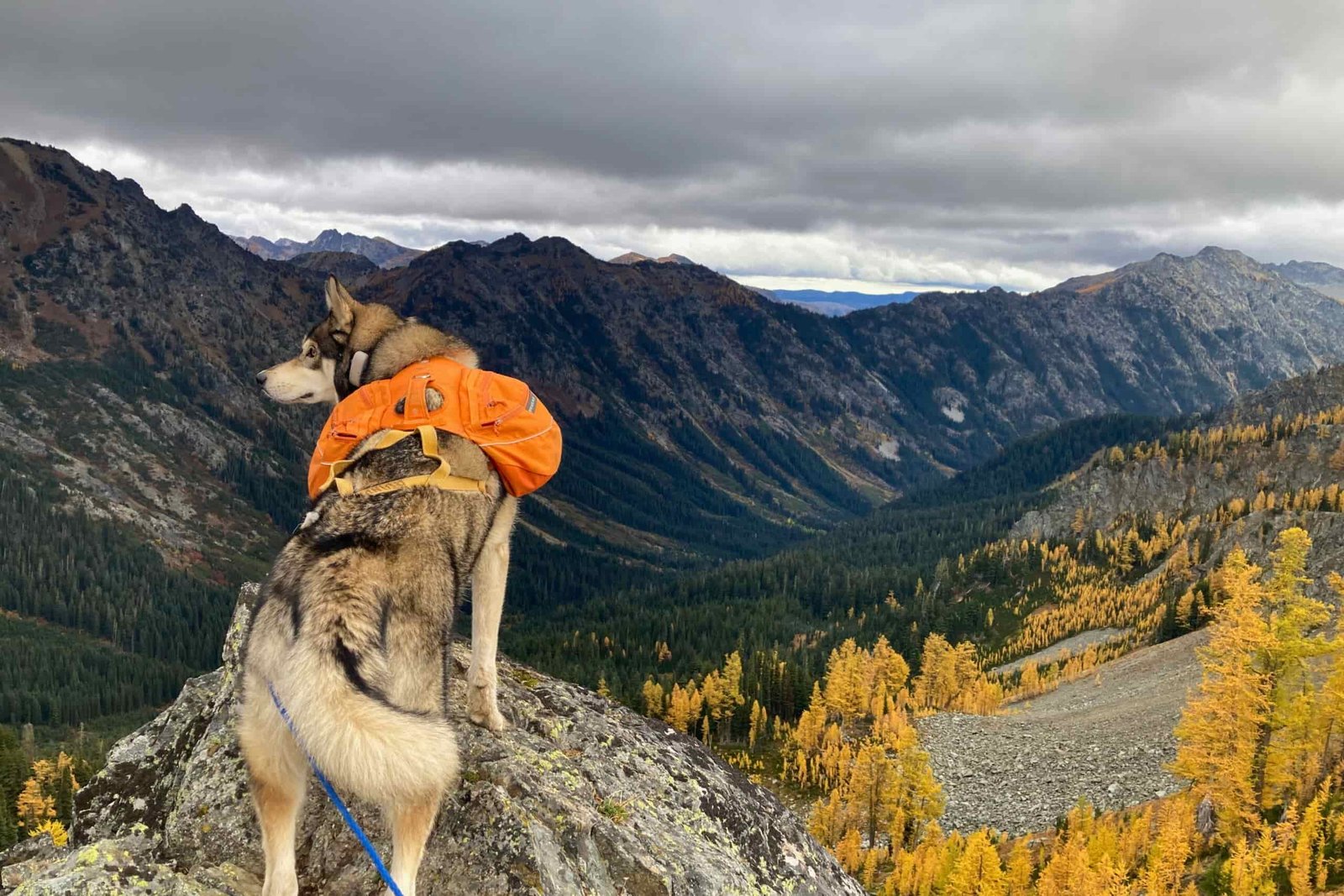 Husky wearing the Ruffwear Approach overlooking a mountain valley