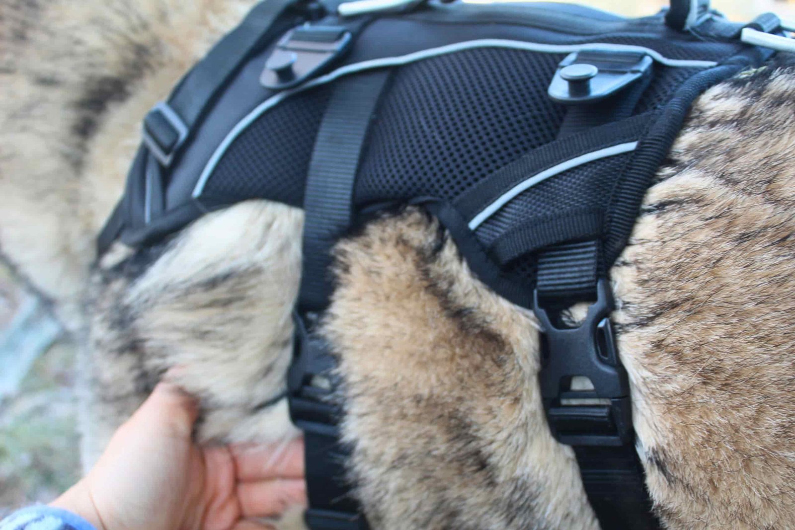 Close up of the Terrain Dog Lightweight Adventure Pack buckles.