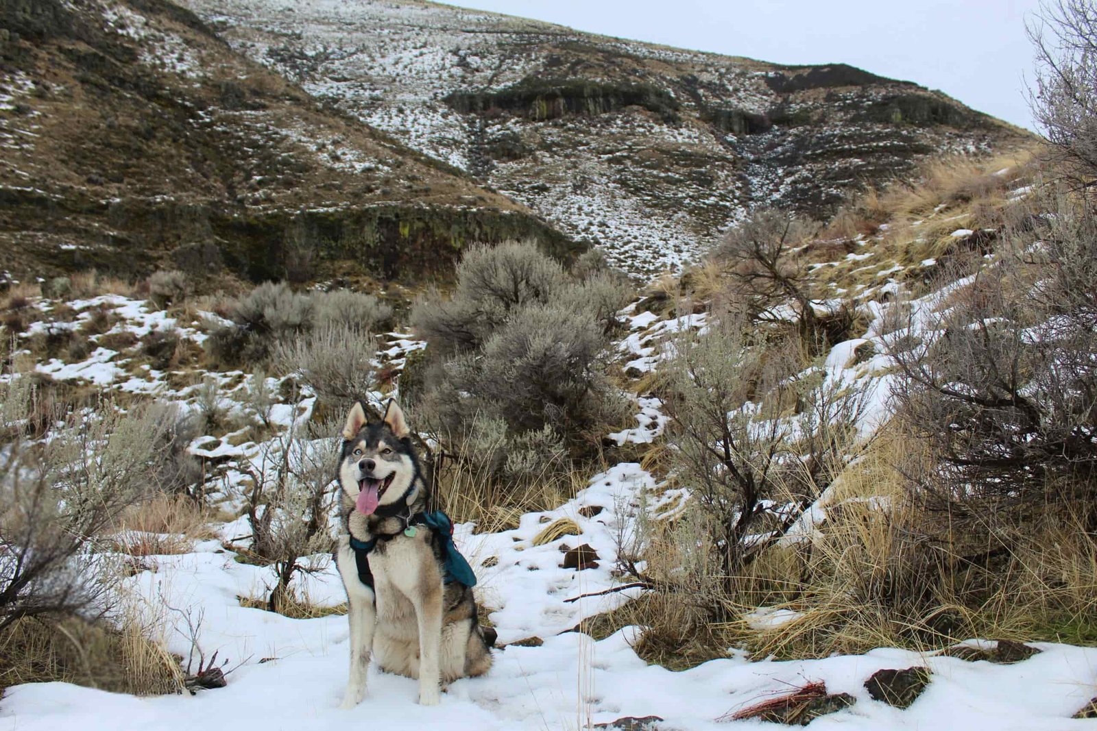 dog sitting on some snow wearing the wilderdog pack
