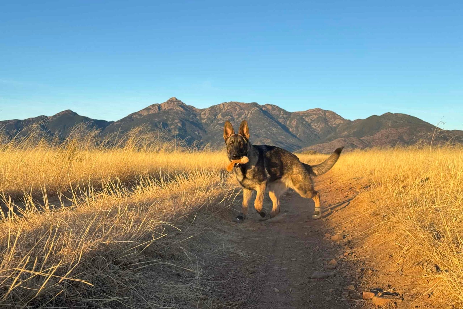 A German Shepherd Dog wearing the Ruffwear boots is running with a toy on a dirt road. There is yellow grass along the road and desert mountains in the background.