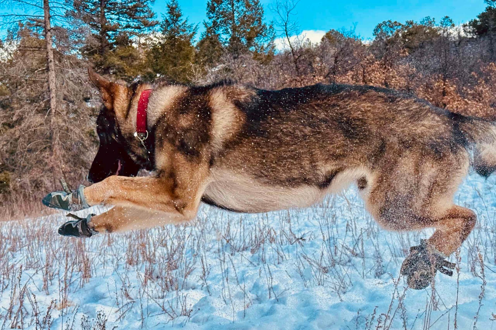 A close up of a German Shepherd Dog wearing the Expawlorer jumping in the snow in a forest.