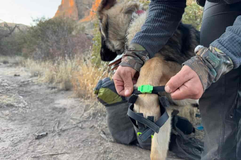 A close up of a person adjusting the straps on the Clawgs V3 boots on a dog. The area is open and there are bushes in the background.