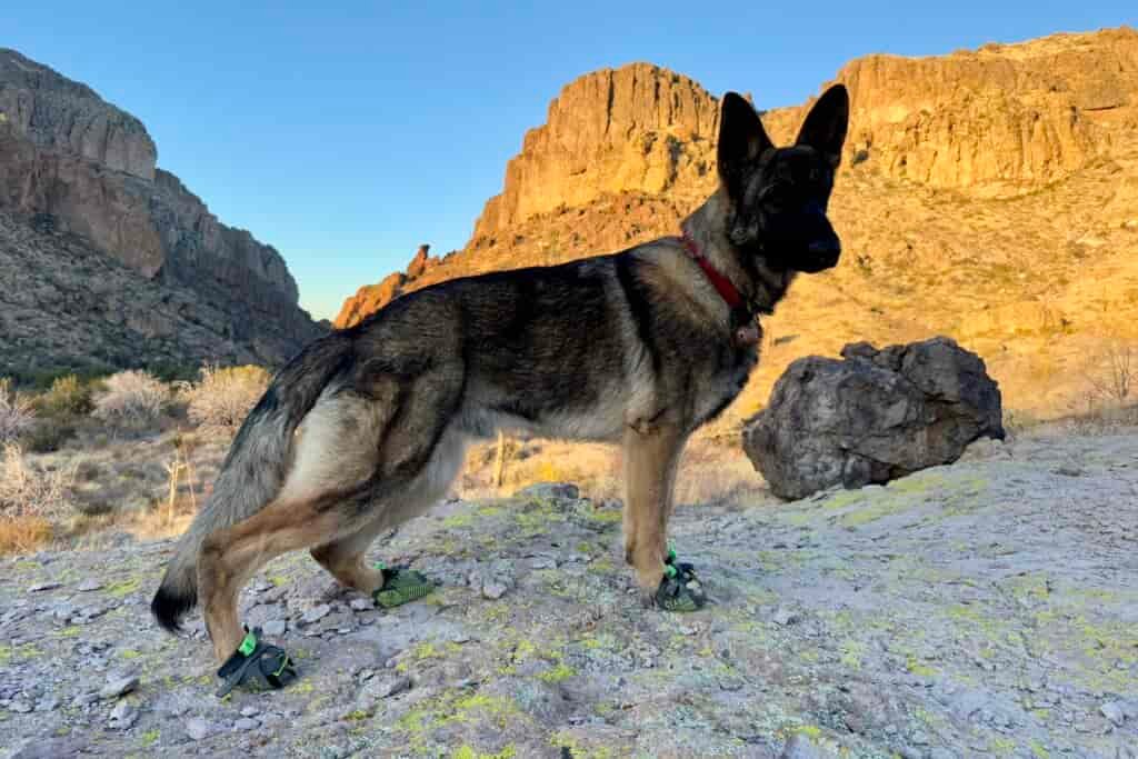A German Shepherd Dog wearing the Clawgs V3 stands on a rock slab with glowing mountains in the background.