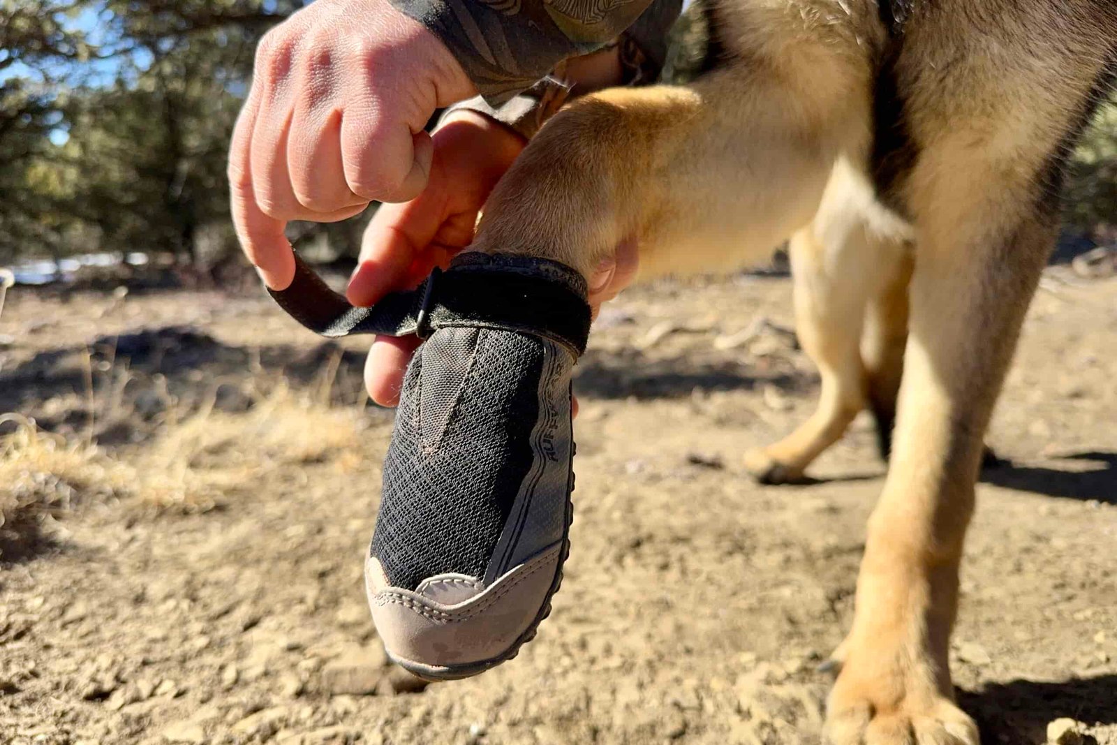 A close up of a person putting a Ruffwear boot on a big dog.