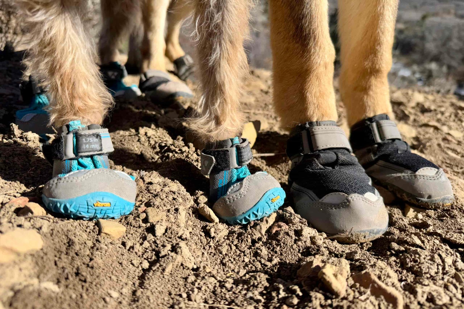 A close up of two different dogs wearing the Ruffwear Grip Trex boots. The dog feet on the left are small with blue boots and the feet on the left are larger with black boots.