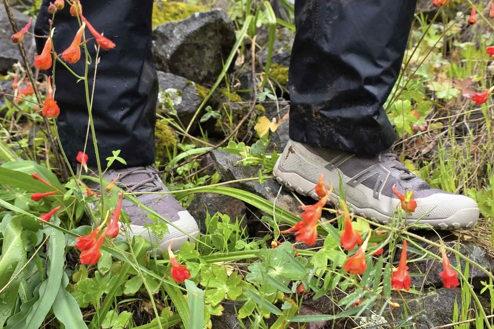 Close up of the Xero Shoes while hiking in off-trail conditions surrounded by wildflowers.