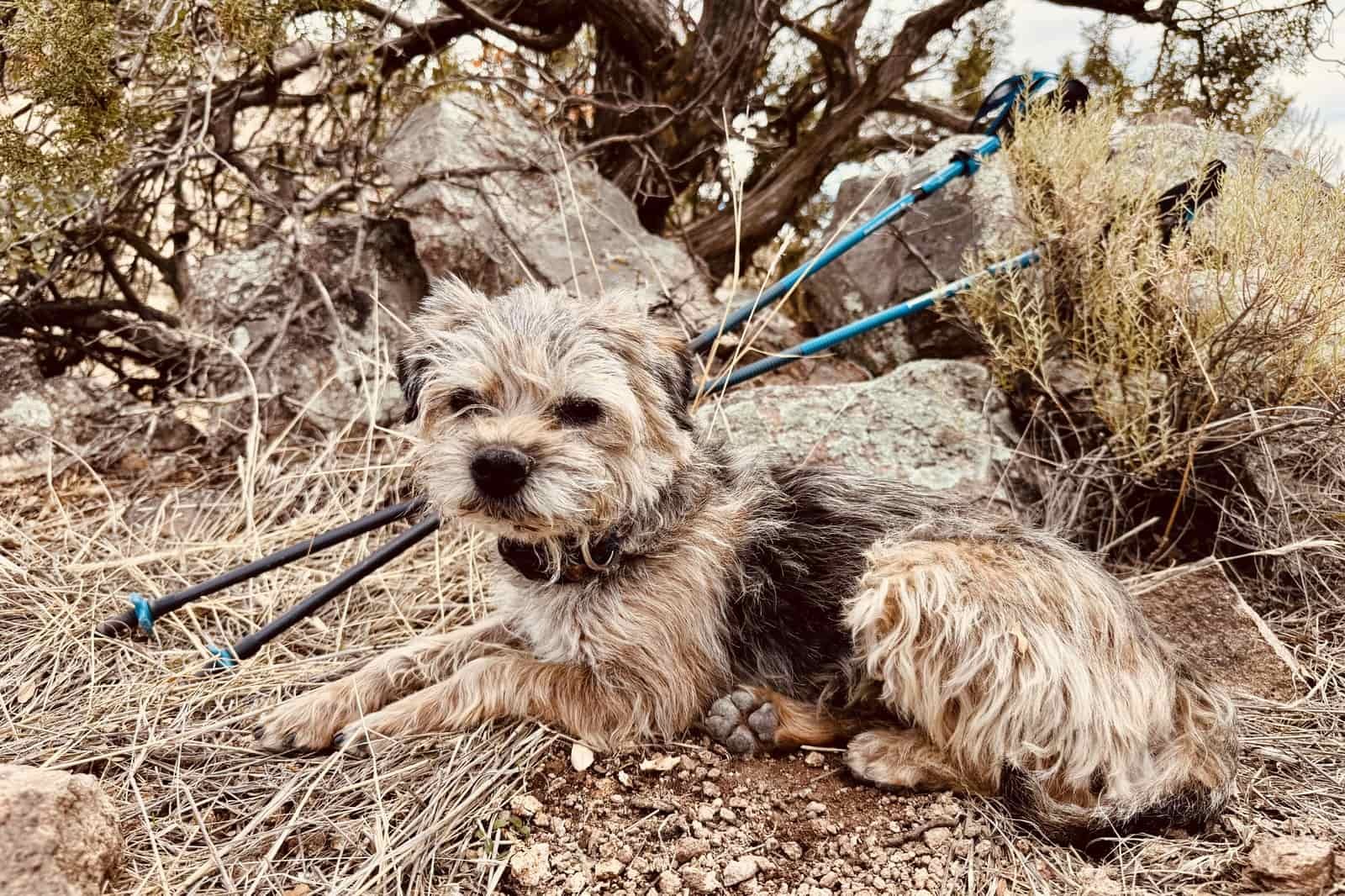 A small dog is laying on the ground looking towards the camera. The Distance Carbon trekking poles are propped on some rocks behind the dog. There are trees and desert shrubs in the background.