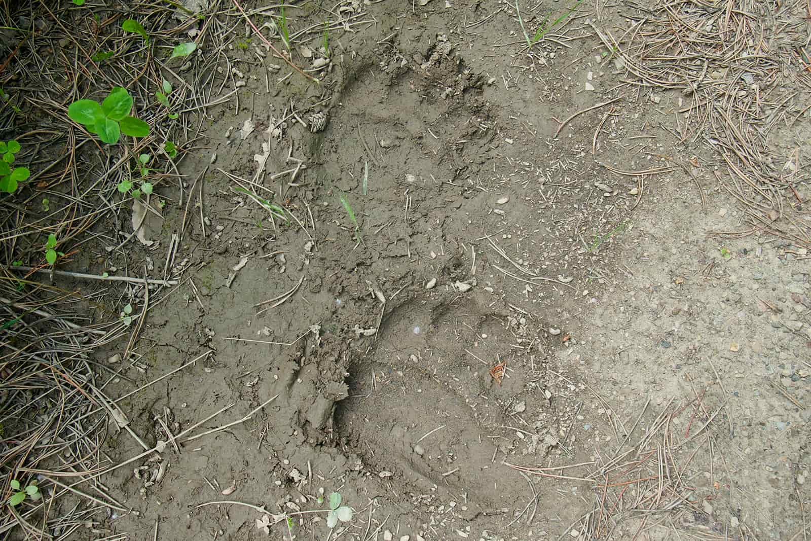 Close up of some bear foot prints in the mud.