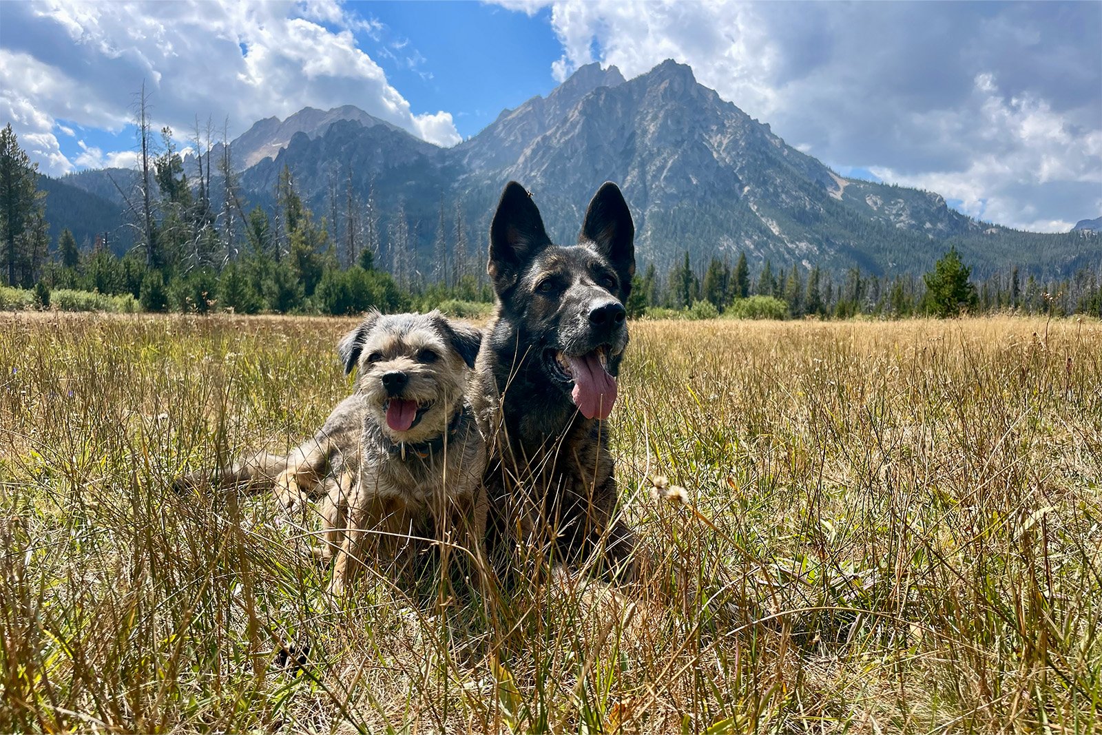 A German Shepherd Dog and Border Terrier are sitting in some golden grass with a craggy mountain in the background on a sunny day.
