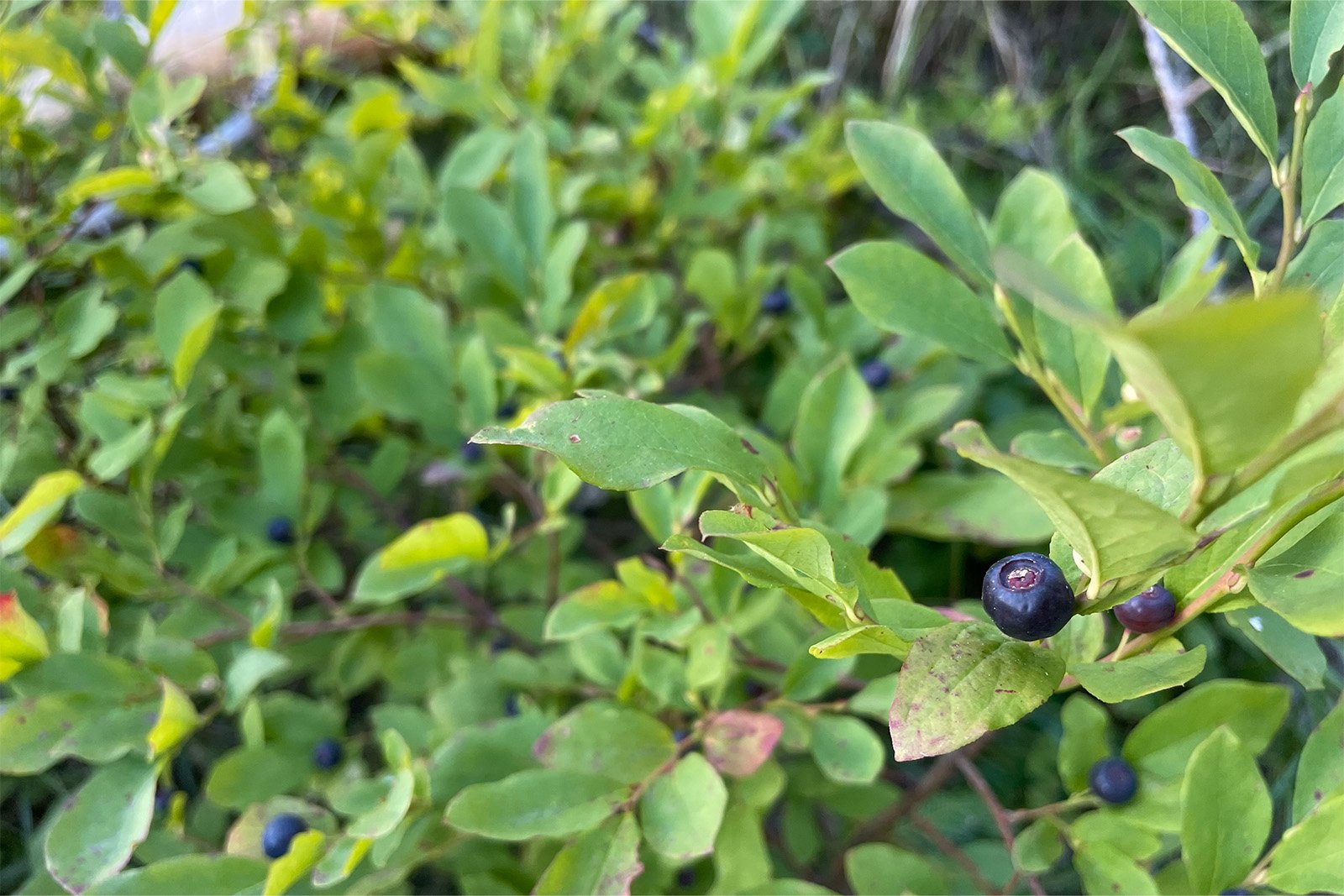 Close up of some huckleberries still on the bush.