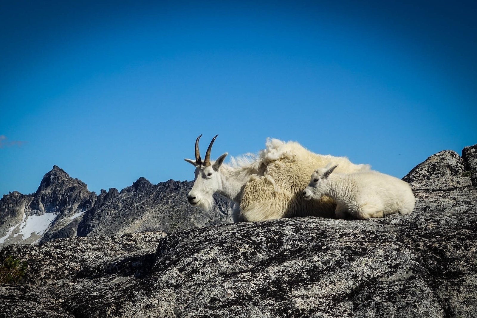 adult and baby mountain goat resting on granite 